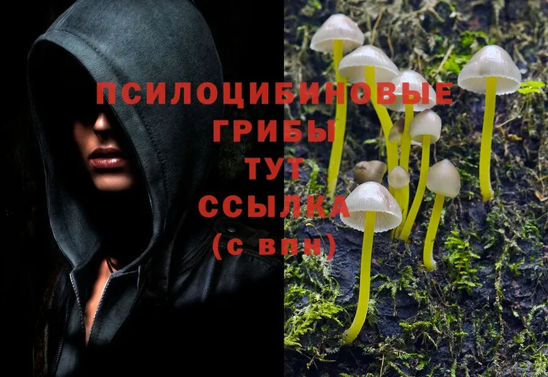 дарк нет официальный сайт  Алупка  Псилоцибиновые грибы Cubensis  что такое  